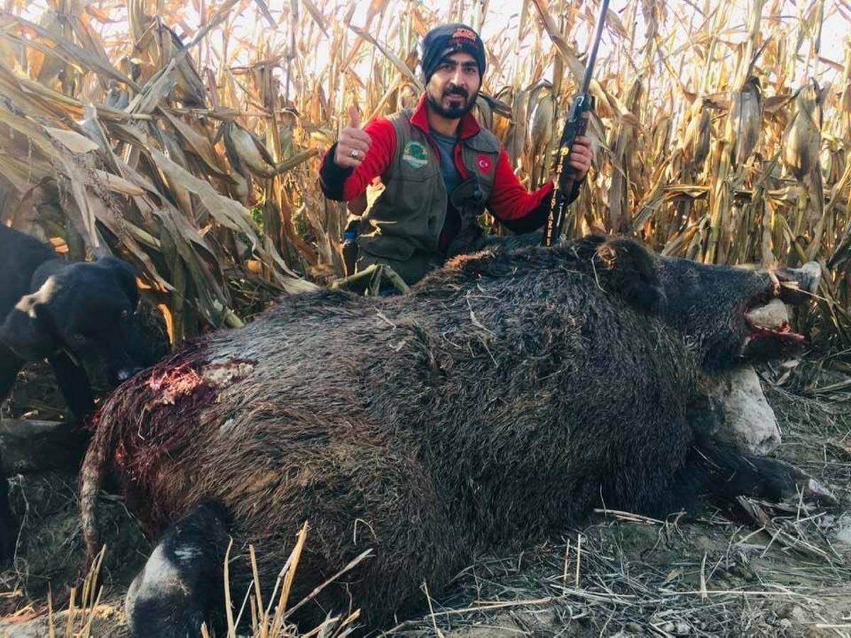 Nazilli Ovasını talan eden domuzlara karşı seferberlik başlatıldı