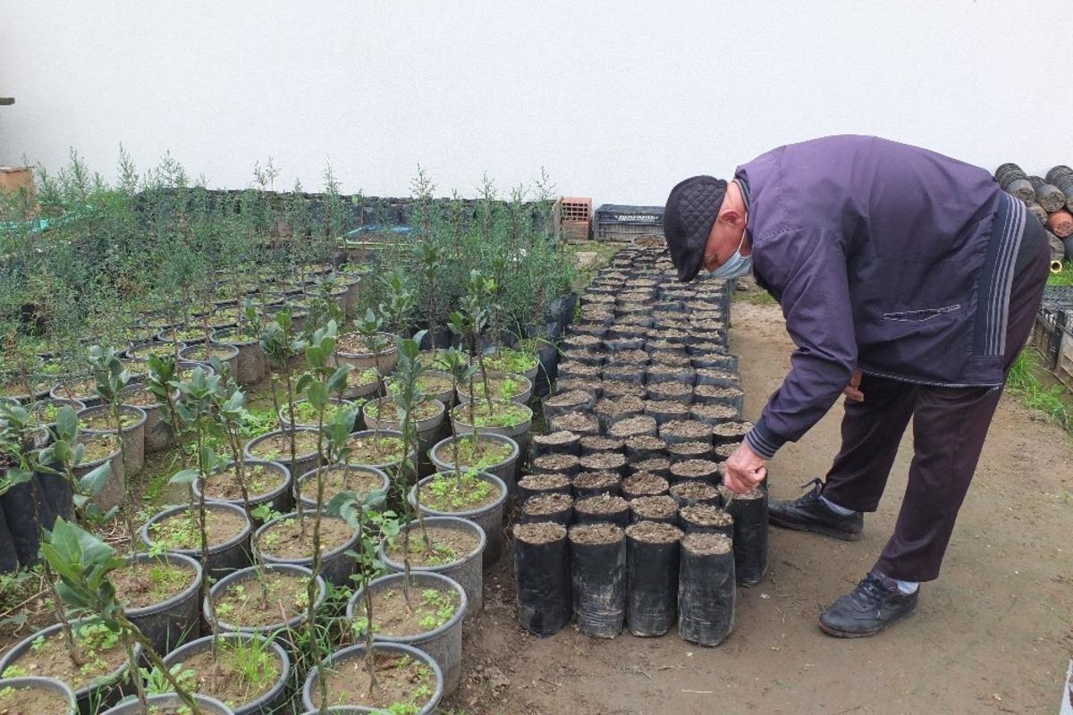 Atat&uuml;rk&rsquo;&uuml;n Ağa&ccedil;ları