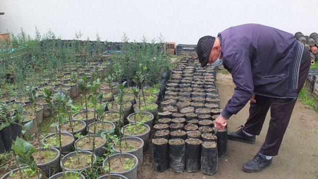 Atatürk’ün Ağaçları