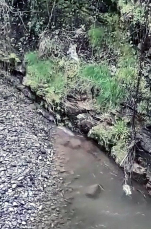 Nesli tükenmekte olan su samuru Giresun’un Çanakçı Deresi’nde görüldü