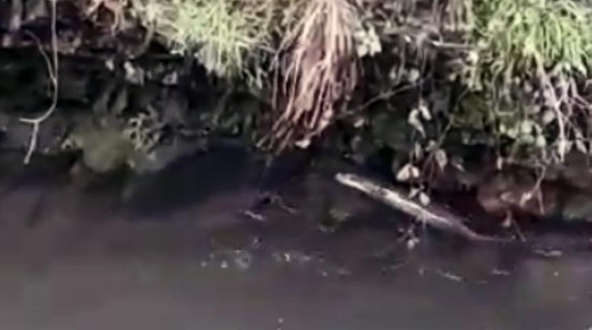 Nesli t&uuml;kenmekte olan su samuru Giresun&rsquo;un &Ccedil;anak&ccedil;ı Deresi&rsquo;nde g&ouml;r&uuml;ld&uuml;