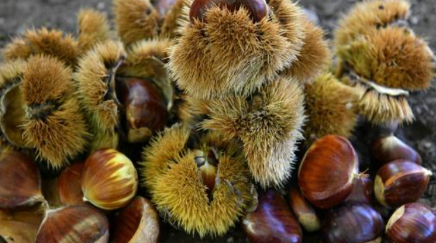 En yaşlı olanı 800 yıllık! Asırlık ağa&ccedil;lardan toprağa d&uuml;ş&uuml;yor