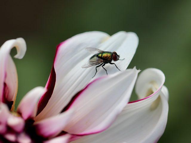 R&uuml;yada sinek g&ouml;rmek