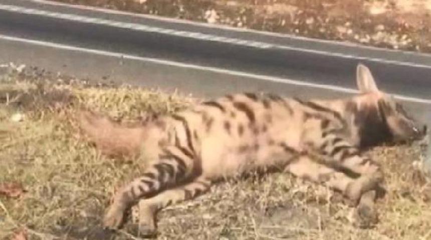 Çizgili Anadolu Sırtlanı kazada öldü  