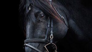 Rüyada siyah at görmek ne anlama gelir? Rüyada iki tane, yeleli siyah at görmek ne demek?