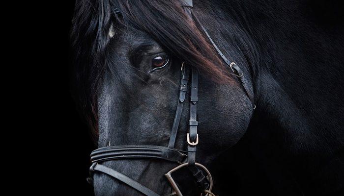 Rüyada siyah at görmek ne demek, ne anlama gelir? trend