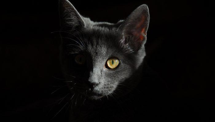 Rüyada siyah kedi görmek ne demek, ne anlama gelir? trend