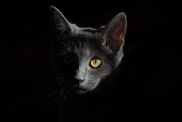 ruyada siyah kedi gormek ne demek ne anlama gelir mynet trend