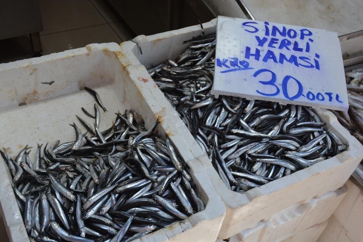 Sinop&rsquo;ta yerli hamsi y&uuml;z&uuml;n&uuml; g&ouml;sterdi