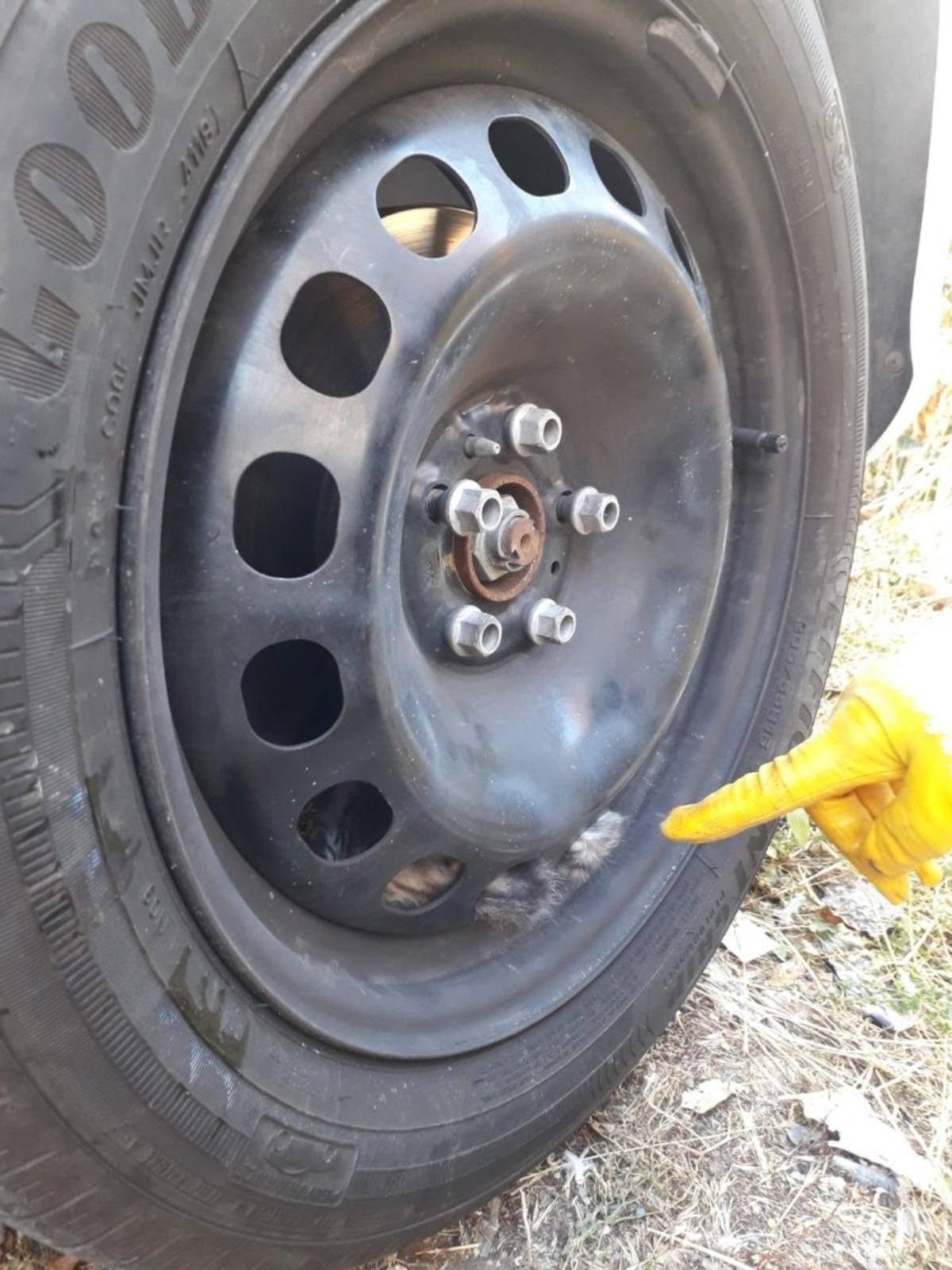 Kediler &ouml;yle bir yerde sıkıştı ki, g&ouml;renler şaşıp kaldı