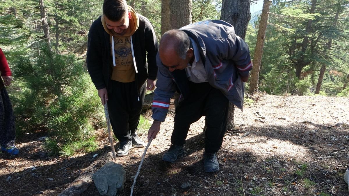 Toros Dağı eteklerinden toplanan sedir mantarı ihra&ccedil; ediliyor