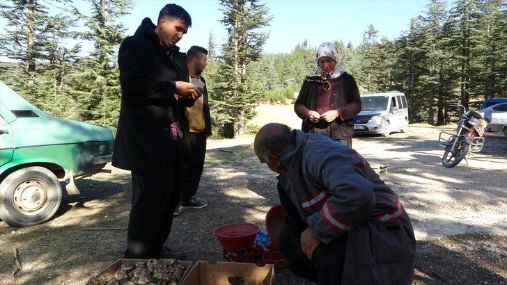Toros Dağı eteklerinden toplanan sedir mantarı ihraç ediliyor G2