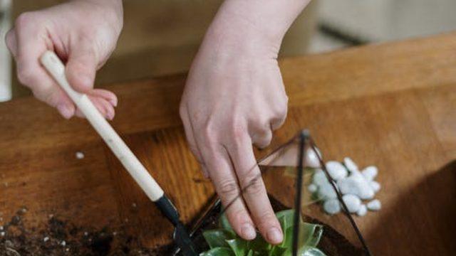 Sukulent bakımı, sulaması, budaması, çoğaltması nasıl yapılır?