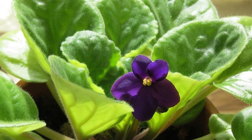 Menekşe bakımı, sulaması, budaması, çoğaltması nasıl yapılır?