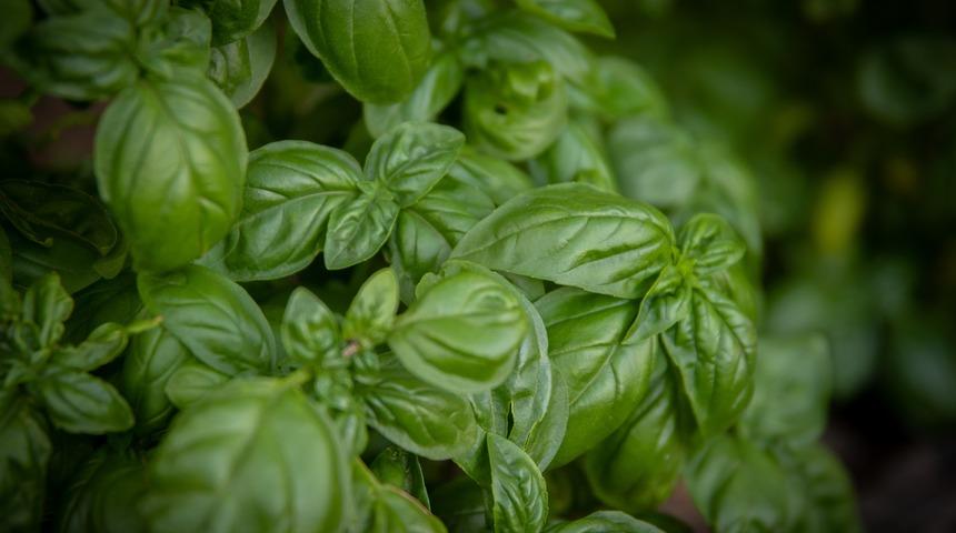 Fesleğen bakımı, sulaması, budaması, çoğaltması nasıl yapılır?