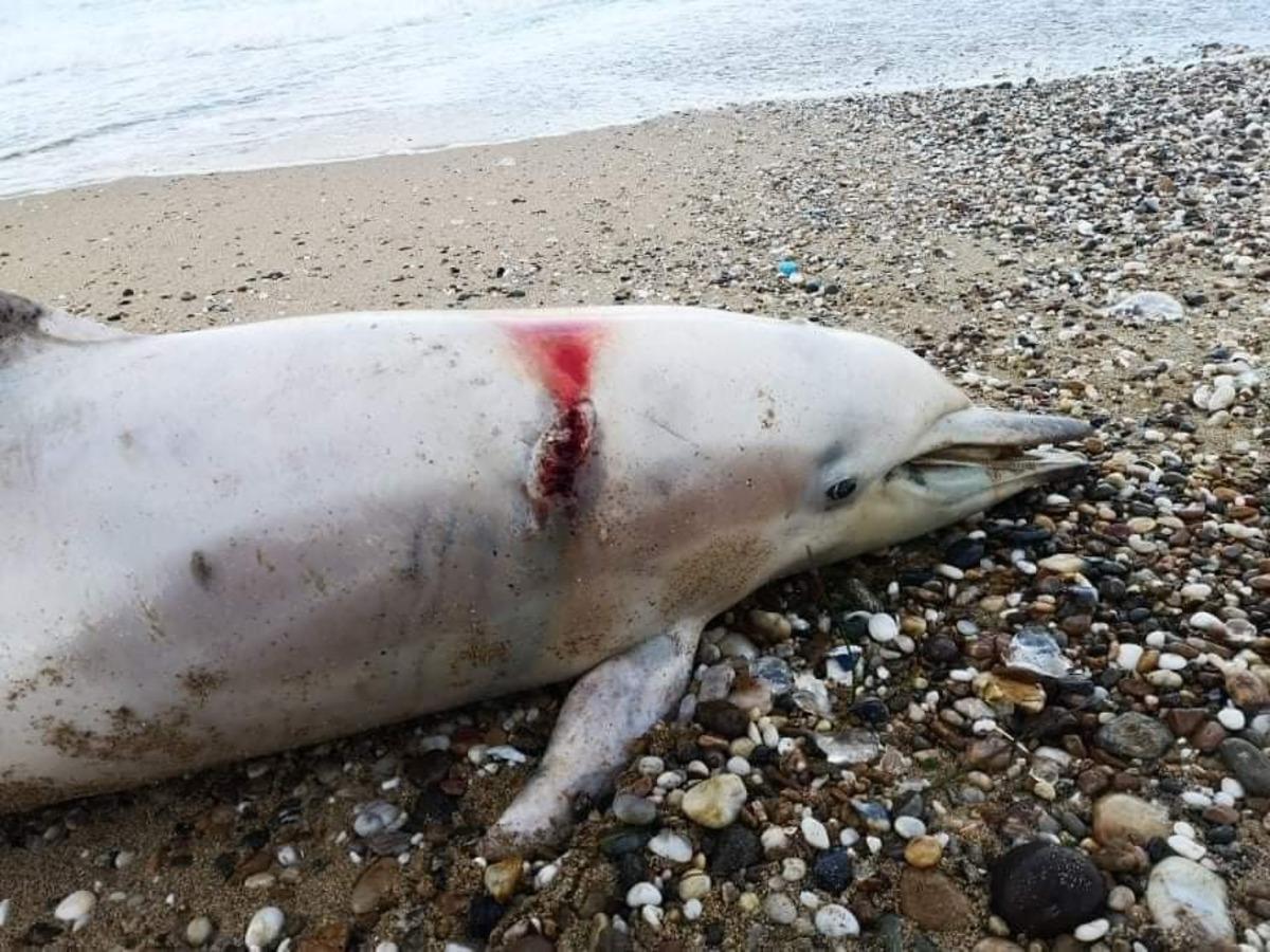 T&uuml;fekle &ouml;ld&uuml;r&uuml;len yunus sahile vurdu