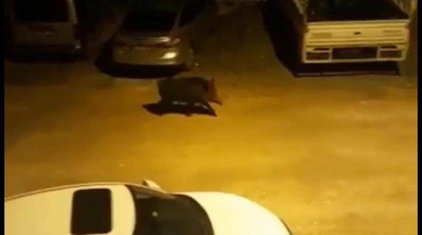 Hatay'da aç kalan yaban domuzu kent merkezine indi