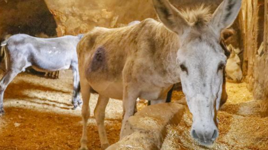Kadrolu eşekler! 7 yıl boyunca bütün çöp onların sırtında 