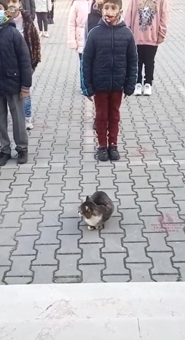 Sevimli kedi İstiklal Marşı okunurken böyle bekledi