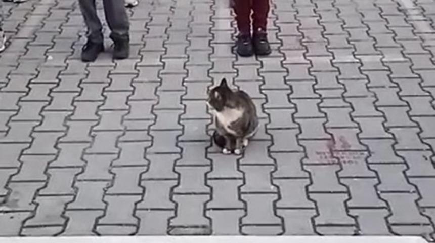 Sevimli kedi İstiklal Marşı okunurken b&ouml;yle bekledi