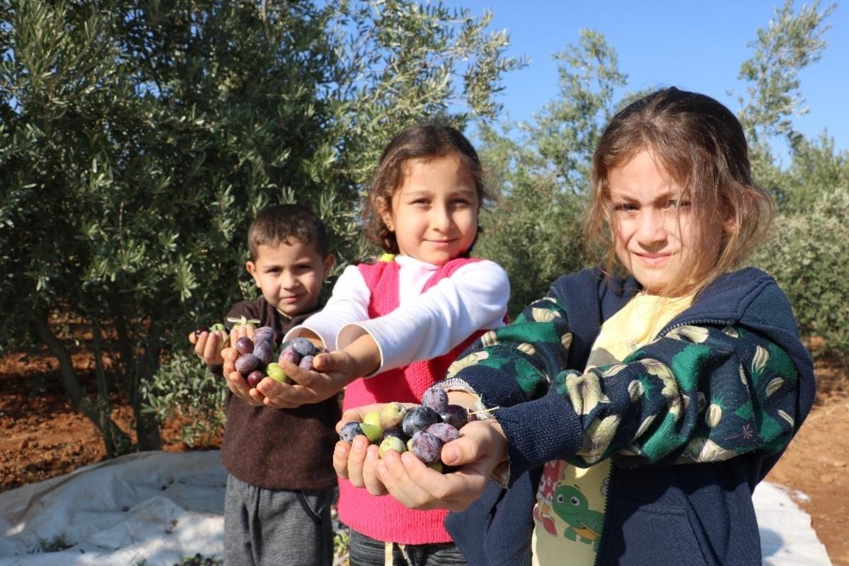 Kahramanmaraş&rsquo;ta zeytinde 15 bin rekolte bekleniyor