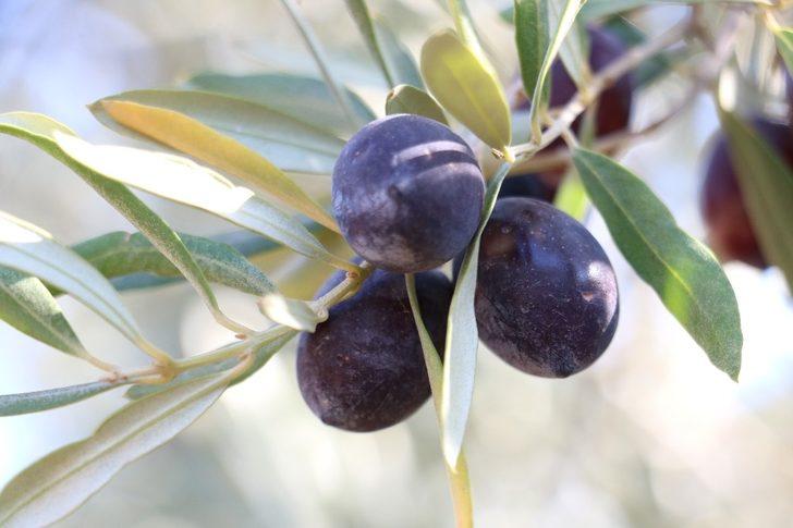 Kahramanmaraş’ta zeytinde 15 bin rekolte bekleniyor G3