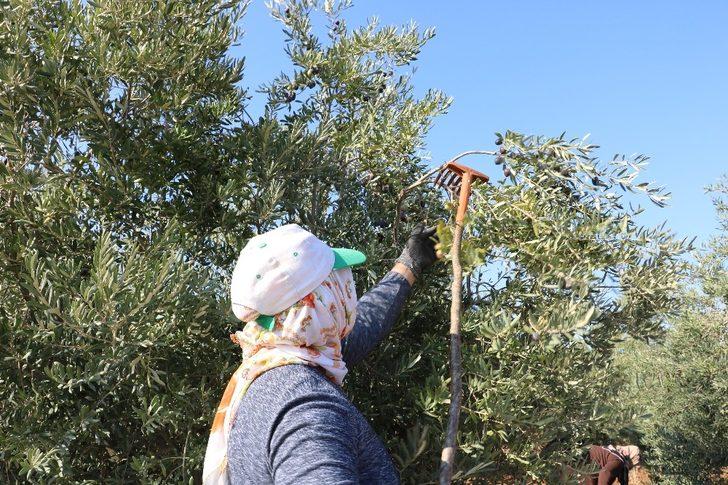 Kahramanmaraş’ta zeytinde 15 bin rekolte bekleniyor G4