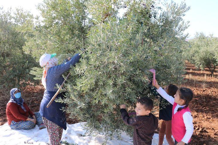 Kahramanmaraş’ta zeytinde 15 bin rekolte bekleniyor G5