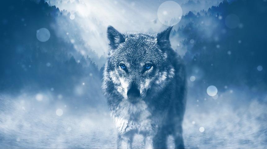 BÖRÜ nedir, ne demektir? - BÖRÜ kelimesinin anlamı