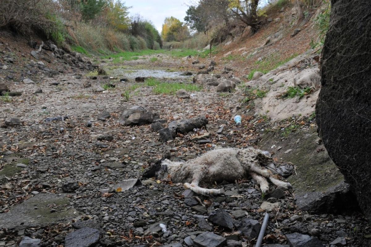 Suyu &ccedil;ekilen kanalda hayvan leşleri bulundu