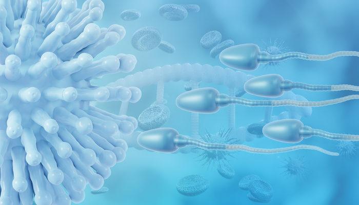 Uzmanlar uyardı: Covid-19 spermleri de olumsuz etkiliyor