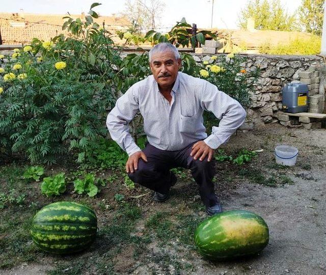 Keçi gübresiyle yetiştirilen devasa karpuz ve lahanalar şaşırttı