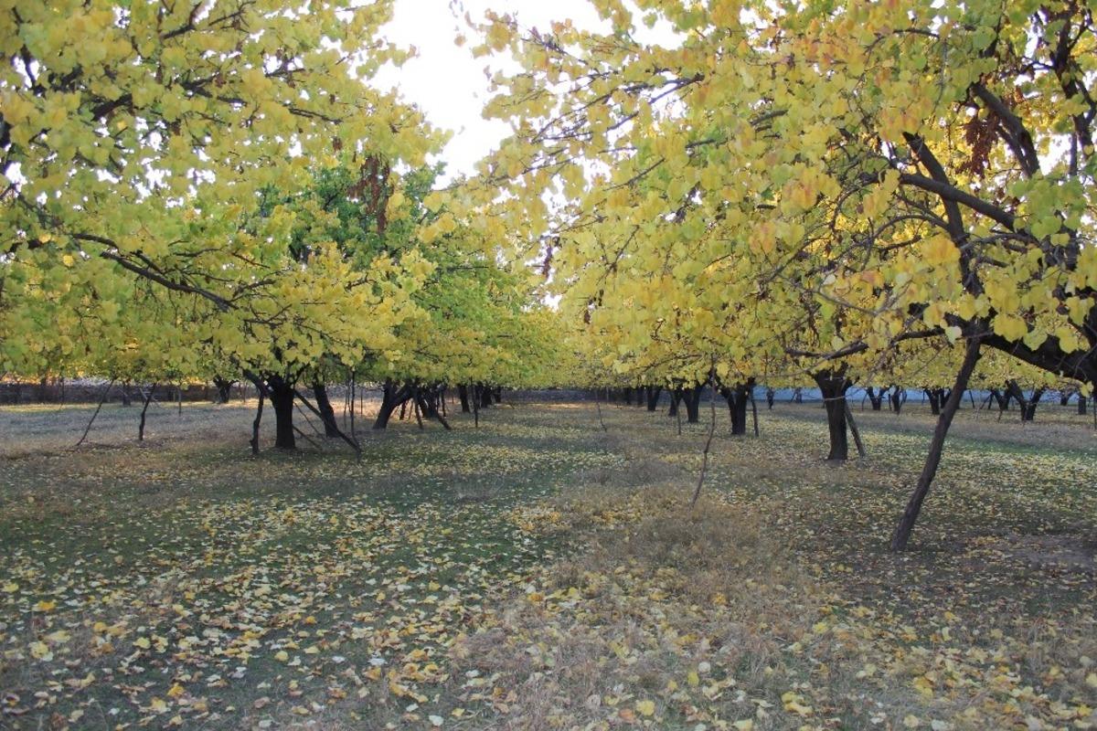 Iğdır kayısı bah&ccedil;elerinin sonbahar renkleri ihtişamıyla g&ouml;renleri kendine hayran bırakıyor