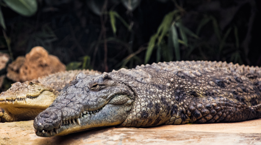 Moda devi Hermes timsah çiftliği satın aldı! Timsah derilerinden...