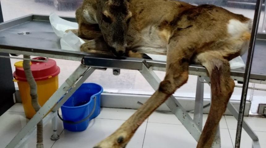 Yaralı karacayı tedavi ettirdi