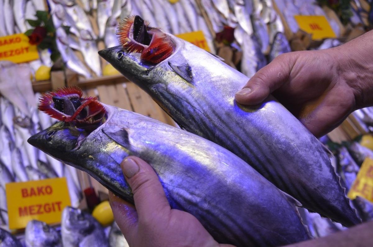 Palamut azaldı, fiyatı arttı