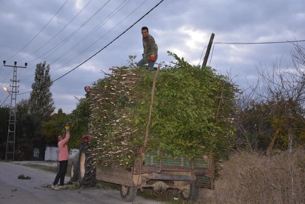 Sinop&rsquo;ta defne yaprağı k&ouml;yl&uuml;n&uuml;n ge&ccedil;im kaynağı oldu