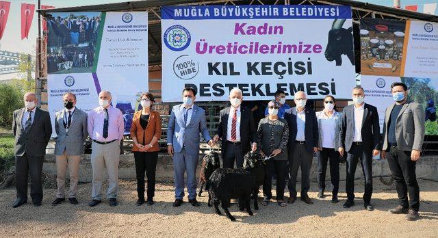 Büyükşehirden kırsaldaki kadınlara keçi desteği sürüyor