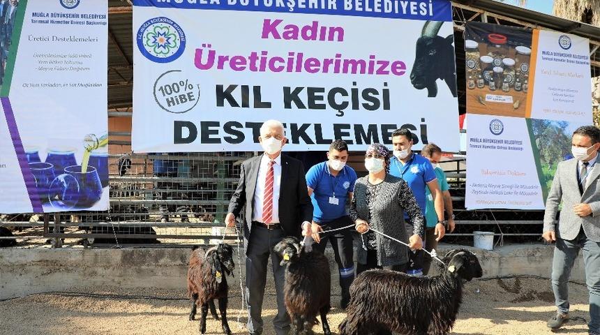 Büyükşehirden kırsaldaki kadınlara keçi desteği sürüyor