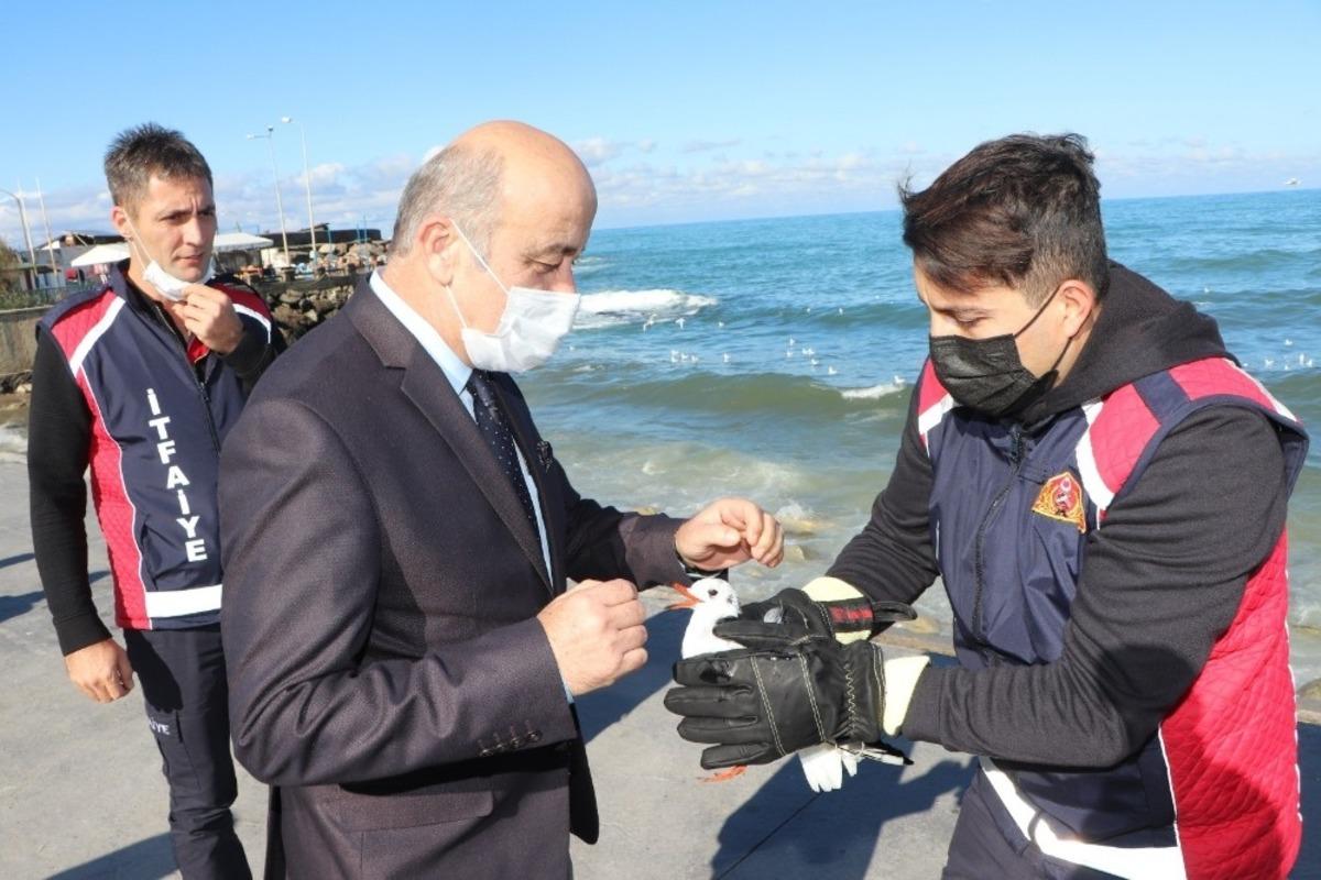 Yaralı martıya ilk m&uuml;dahale başkan yardımcısından