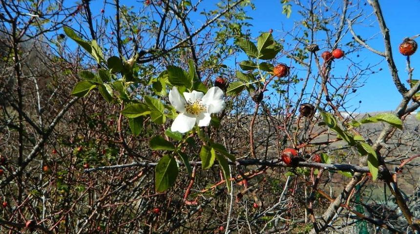 Posof&rsquo;ta &ccedil;i&ccedil;ekler yeniden a&ccedil;ıyor