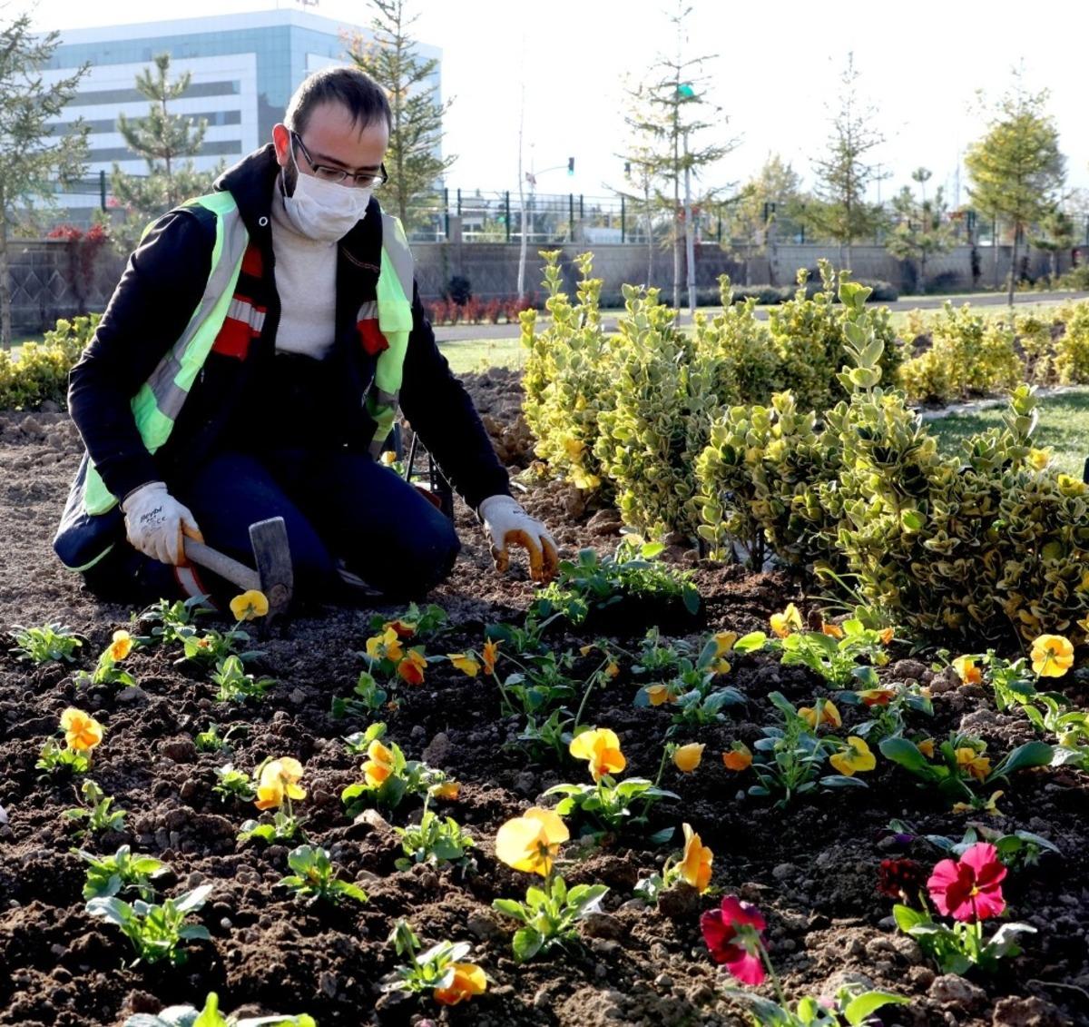 Afyonkarahisar&rsquo;da 300 bin &ccedil;i&ccedil;ek dikimi yapılacak