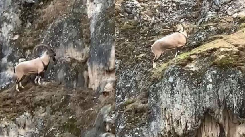 Köpeklerden kaçan dağ keçisi kayalıklara tırmandı