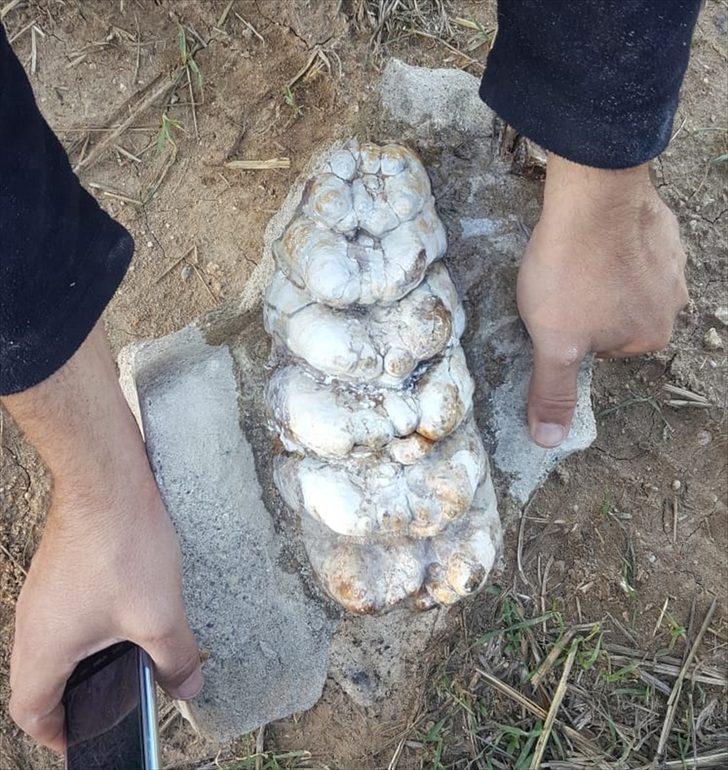 Çanakkale'de 8-9 milyon yıllık fil fosili bulundu G1