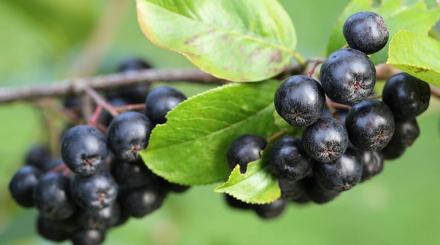 Aronia (aronya) nedir, faydaları neler?