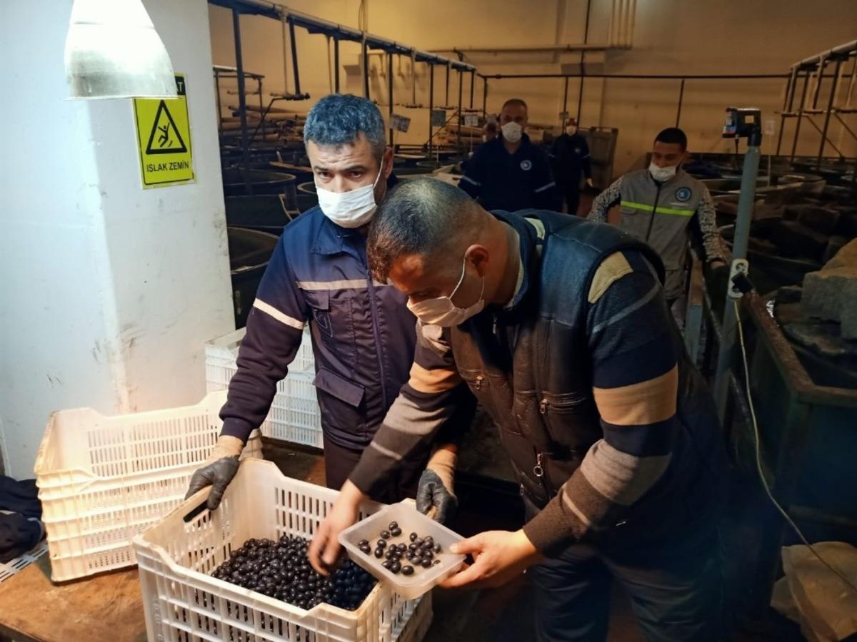 Erdek&rsquo;te zeytin alımları s&uuml;r&uuml;yor