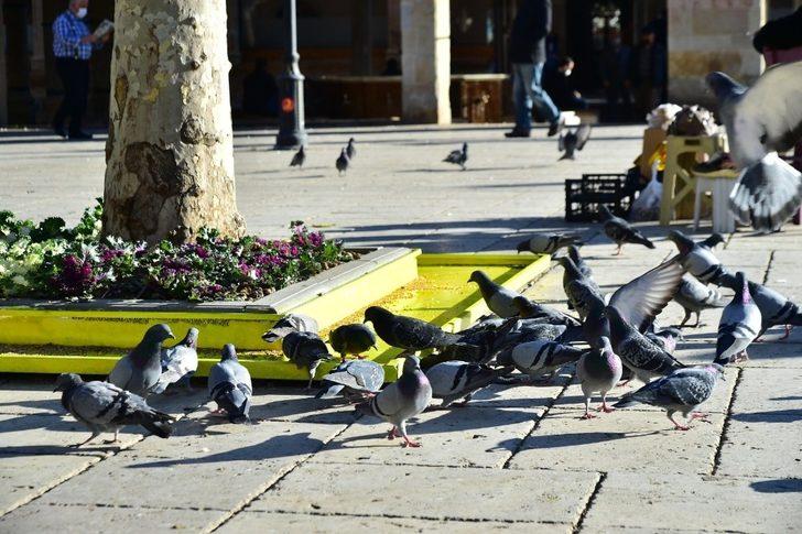 Kastamonu’da güvercinler için ağaç diplerine yemlik yapıldı G2