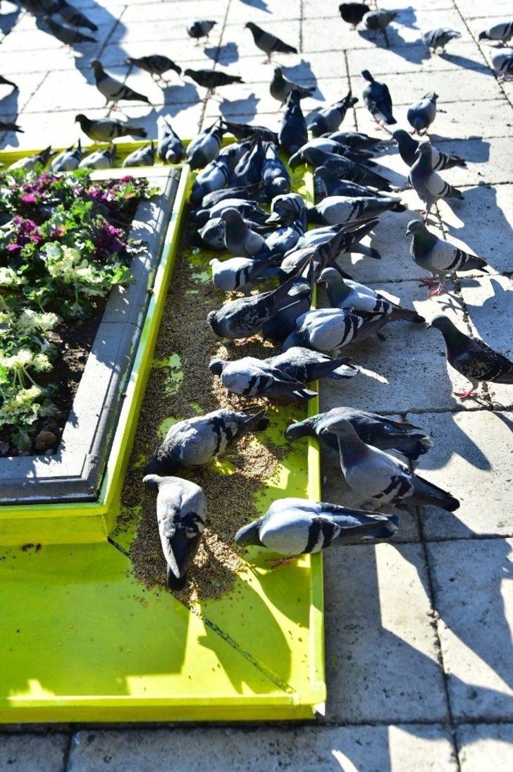 Kastamonu’da güvercinler için ağaç diplerine yemlik yapıldı G3