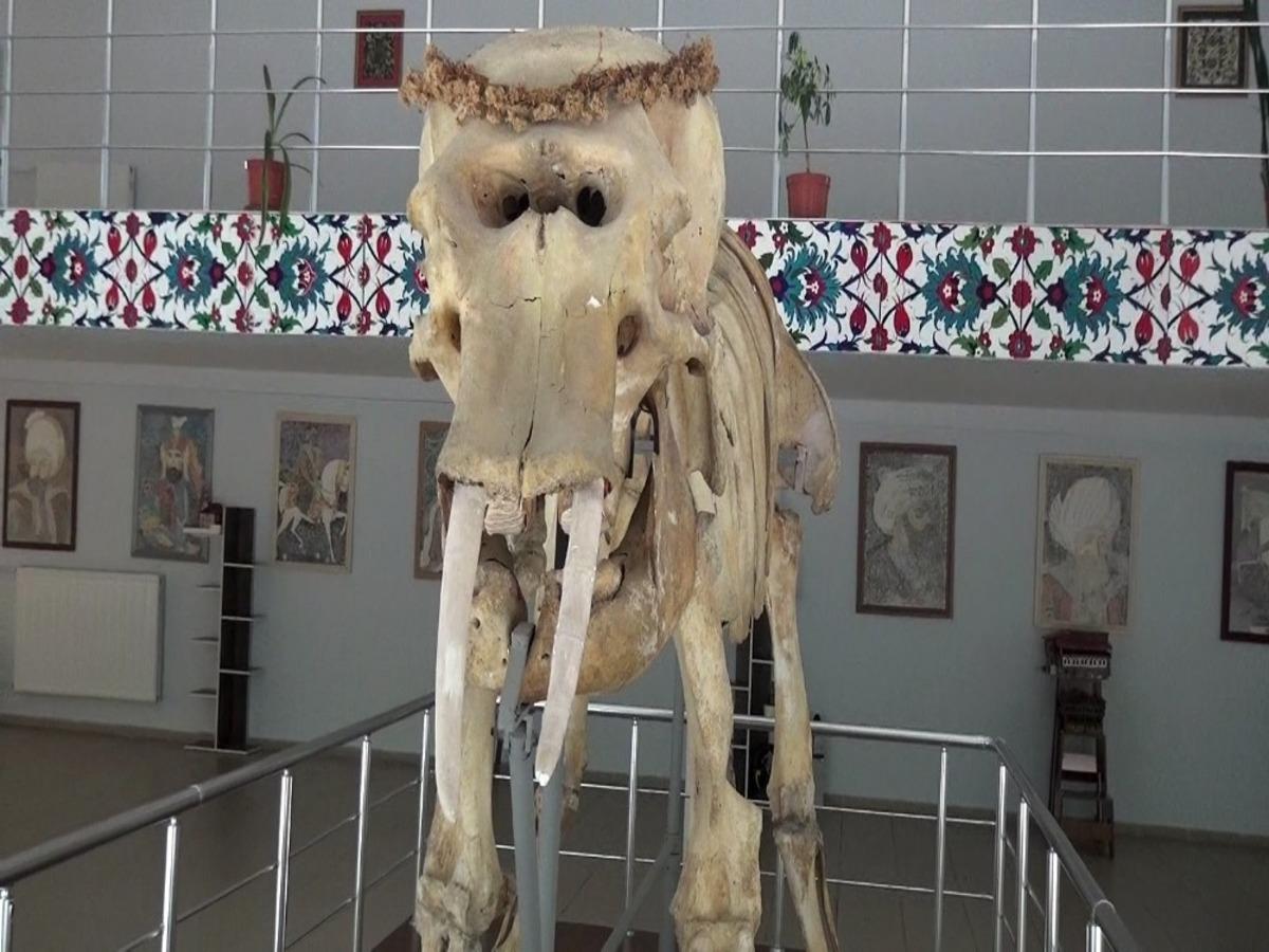 T&uuml;rkiye&rsquo;nin canlı ve minarel t&uuml;rleri bu m&uuml;zede sergileniyor