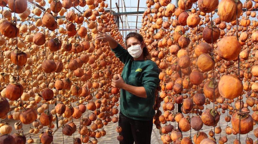 40 kilo ile başladı! Şimdi yıllık 50 ton cennet elmasını kurutup satıyor